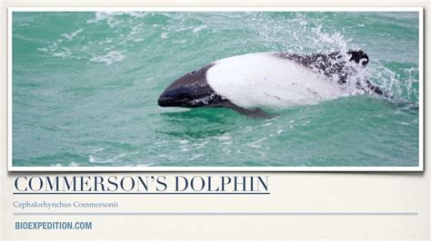 Calaméo - Commerson's Dolphin Facts - Cephalorhynchus Commersonii