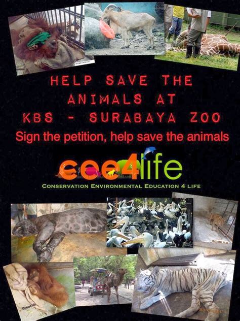 love is an animal: LION OF SURABAYA ZOO MURDERED? | Take Action Immediately