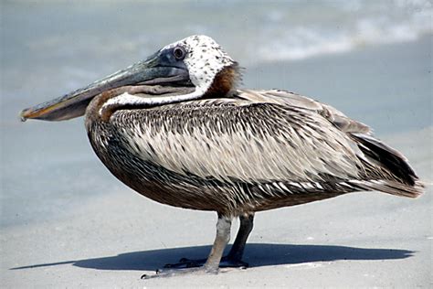 Florida Vacation: A Photographic Guide to Water Birds in the Tourist ...