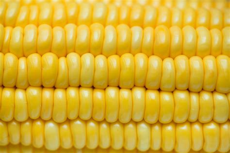 Free Images : corn kernels, corn on the cob, sweet corn, yellow ...