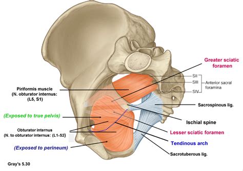 Pelvis: Sciatic Foramen and associated ligaments and Muscles Diagram | Quizlet