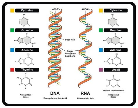 Nucleotides Make Up - Mugeek Vidalondon