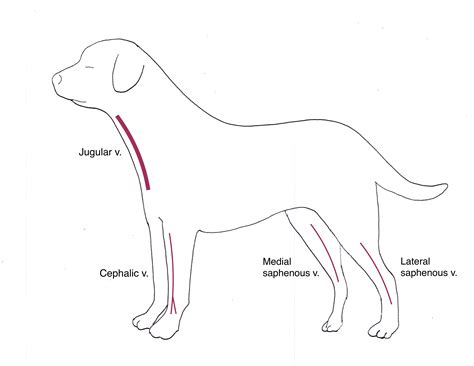 Medication Techniques – Clinical Medicine 1: Small Animal Clinical Skills Textbook