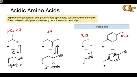 Acidic and Basic Amino Acids - YouTube