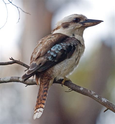 Chicken Feathers: Ever hear a Kookaburra?