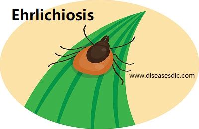 Ehrlichiosis - Causes, Symptoms, and Prevention