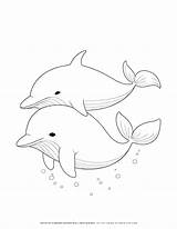 Creative & Educational Two Dolphins Coloring Page Illustration sketch template