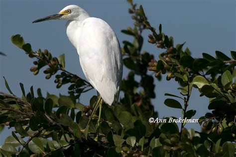 Ann Brokelman Photography: Little Blue Heron Juvenile and Adult Florida