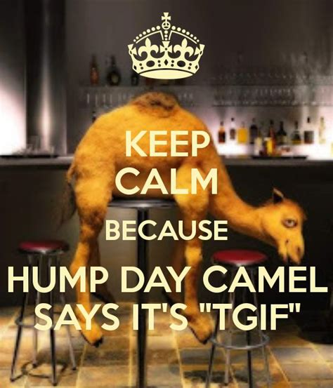 47 best images about Hump Day Camel on Pinterest