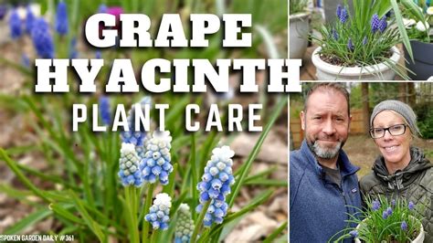 Grape Hyacinth: A Gardener's Guide and Plant Profile | Spoken Garden