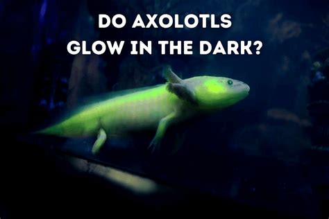 Do Axolotls Glow In The Dark? [GFP Axolotl] – Pets From Afar