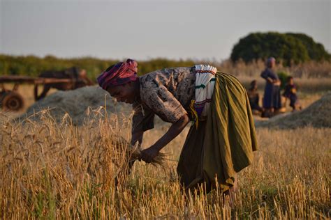 Creating an organizational strategy for Ethiopian agricultural ...