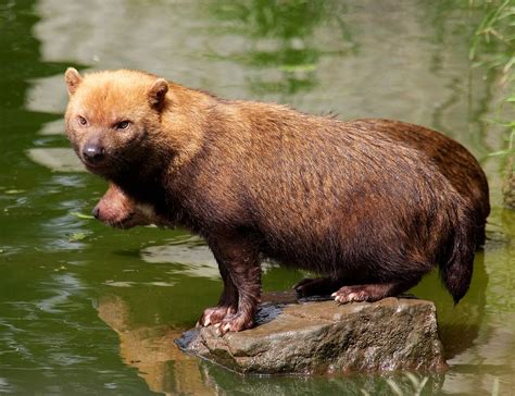 Camera-trap photos show rare and elusive bush dog is widespread across Panama