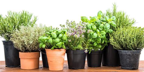 How to Grow a DIY Indoor Herb Garden | Platt Hill Nursery | Blog & Advice