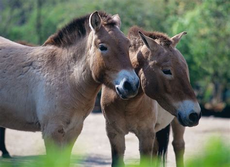 How were tarpans different from domestic horses? Duck Or Rabbit, Equus ...