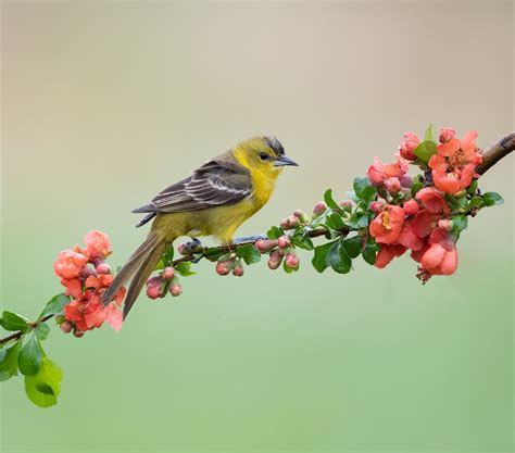 Perch Birds :: Stock Wildlife Images including Loon Images, Moose ...