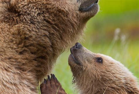 Special Bond between mama bear and cub - Tin Man Photography