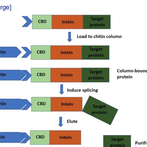 Standard mechanism of intein splicing, characteristic to class 1... | Download Scientific Diagram