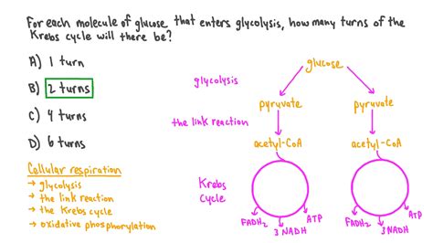 Question Video: Calculating the Number of Turns of the Krebs Cycle per ...