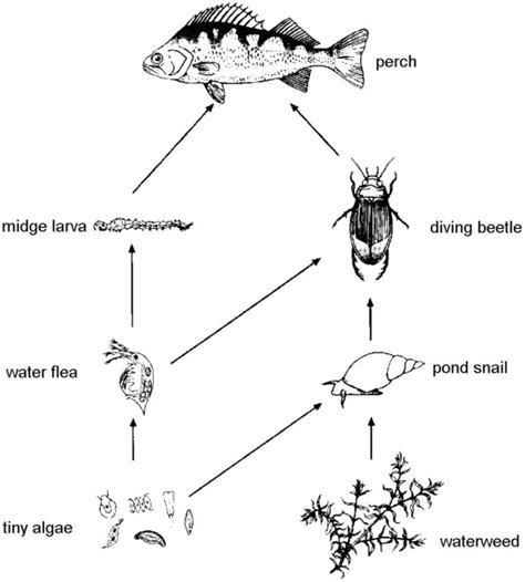 Biology diagrams - Ygraph