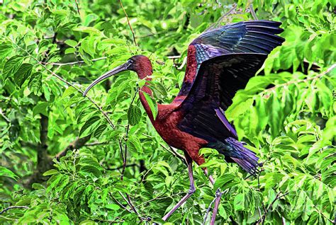 Glossy Ibis Photograph by Regina Geoghan | Pixels