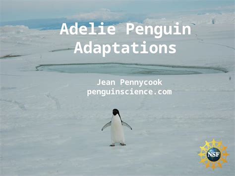 (PPT) Jean Pennycook penguinscience.com Adelie Penguin Adaptations ...