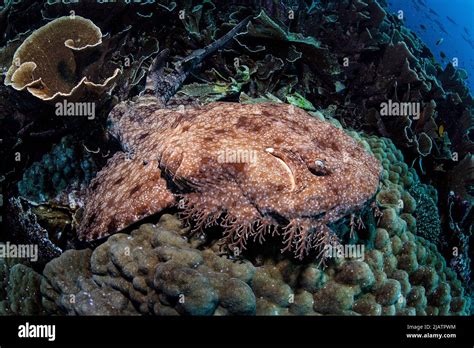 Tasselled wobbegong shark Stock Photo - Alamy