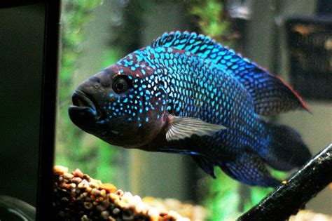 Jack Dempsey Fish: The Ultimate Care, Breeding Guide, And Tank Setup