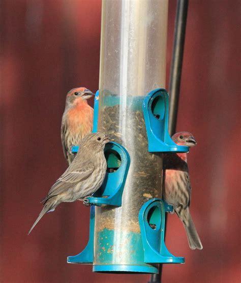 Lesser Goldfinches and House Finches at feeders - FeederWatch