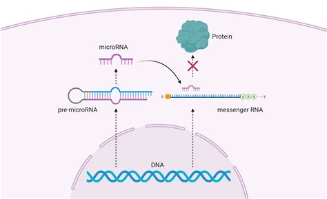 Glossary | Genome Sciences Centre