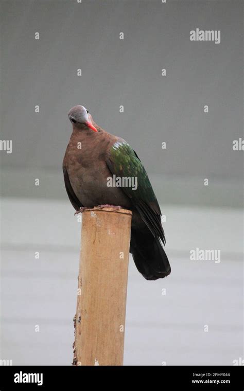 Common emerald dove Stock Photo - Alamy