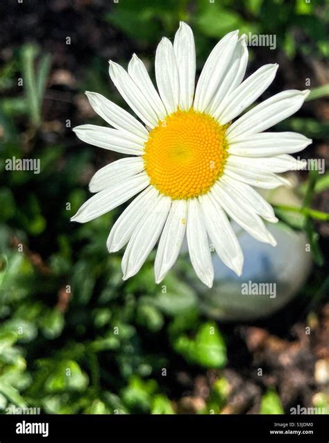 Good morning daisy Stock Photo - Alamy