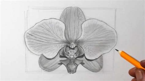 How to Draw Flowers | Orchid Pencil Drawing - YouTube