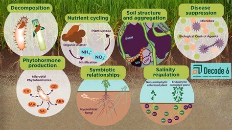 Soil microbes contribute to decomposition, nutrient cycling, soil ...