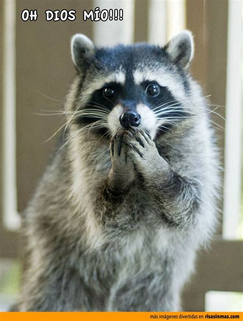 Mapache asombrado. | Las fotos para enseñar | Animales locos, Animales hermosos y Animales adorables