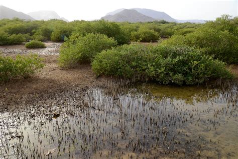 Mangrove Swamp | Muscat | Pictures | Oman in Global-Geography