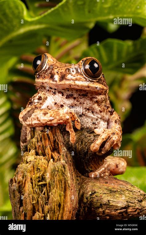 Peacock tree frog (Leptopelis vermiculatus Stock Photo - Alamy