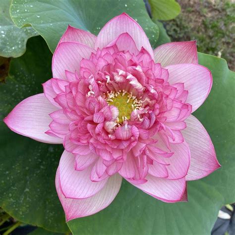 Prosperous Purple Lotus - Chalily Ponds & Gardens