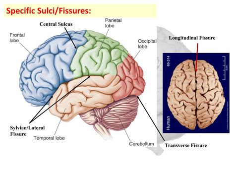 What Is A Longitudinal Fissure