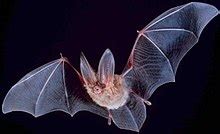 Vespertilionidae - Wikipedia