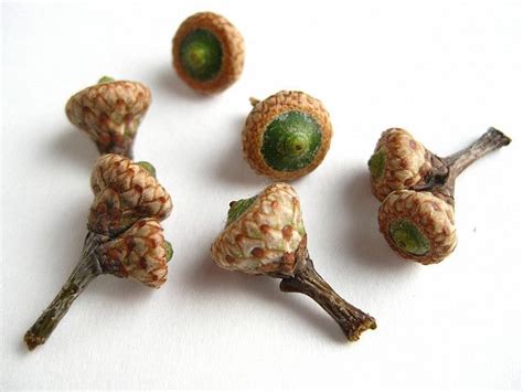 Quercus palustris - Pin Oak acorns - Waldo Ave. | Acorn, Natural forms, Nature tree