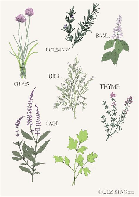 HERBS DRAWING - Google Search | Botanical drawings, Herbs illustration, Botanical illustration ...