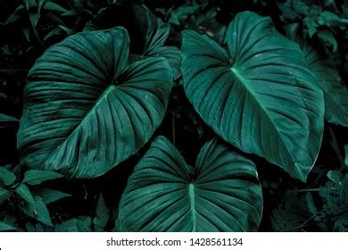 Tropical Forest Leaves This Years Color Stock Photo 1428561134 ...