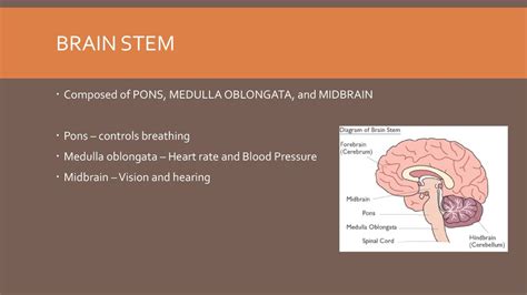 The BRAIN and SPINAL CORD - ppt download