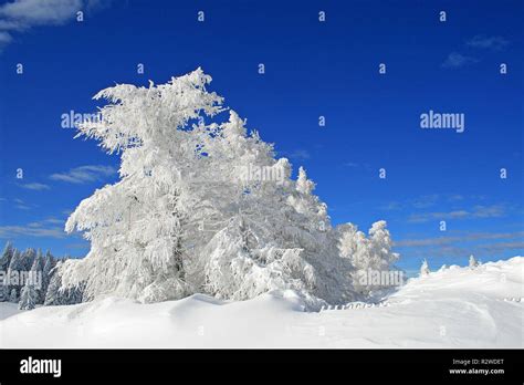 winter in the alps Stock Photo - Alamy