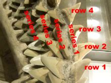 Shark tooth - Wikipedia