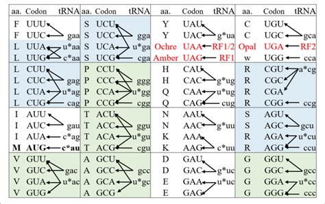 | The genetic code and its decoding tRNA isoacceptors of E. coli. The... | Download Scientific ...