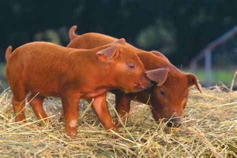 Duroc Pigs: Breed Profile, Characteristics and Photos