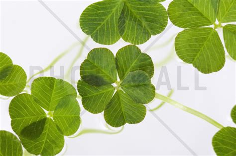 Lucky Clovers - Wall Mural & Photo Wallpaper - Photowall | Lucky clover ...