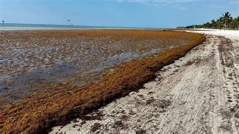 5,000-mile-wide seaweed bloom threatens Florida beaches